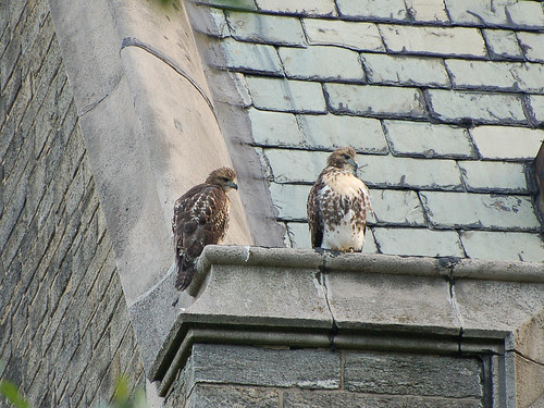 Red-Tail Fledglings