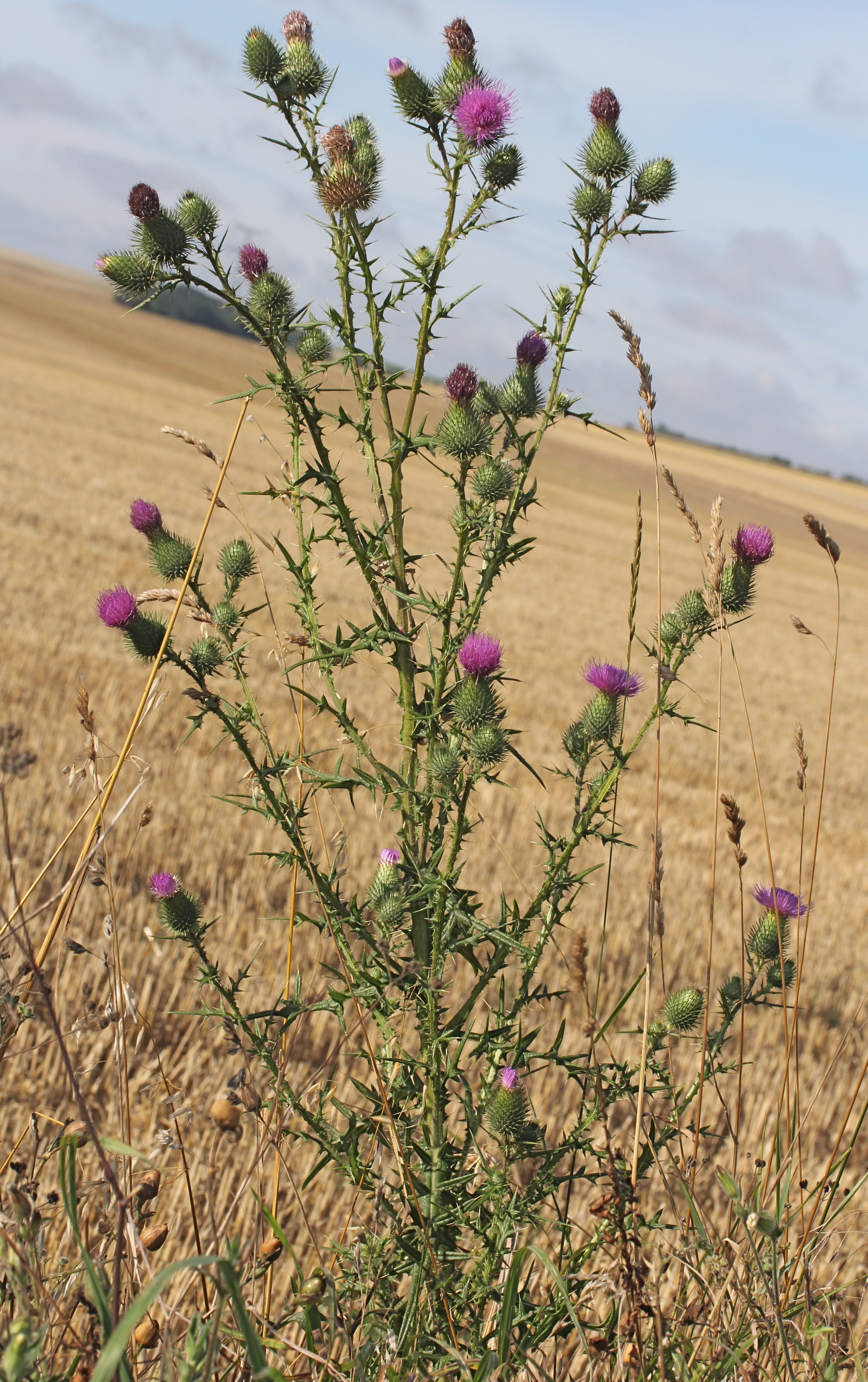 http://api.tela-botanica.org/img:000259078O.jpg