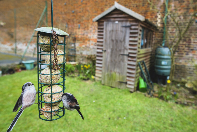 Back Garden wildlife