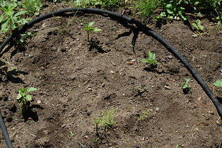 What's left of my pepper plants