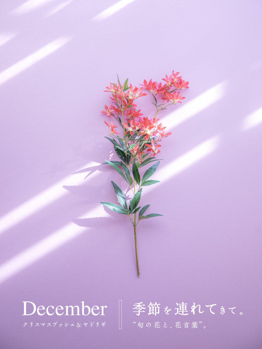 12月の花 クリスマスブッシュ ヤドリギ 季節のブーケプレゼント