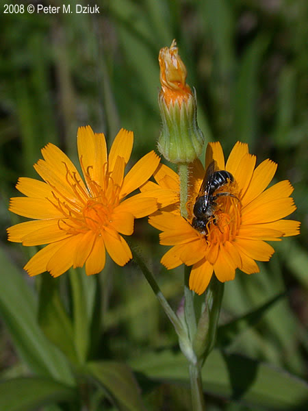 Krigia biflora (Two-flowered Cynthia): Minnesota Wildflowers