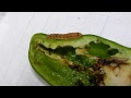 √100以上 ピーマン プランター 虫 118615