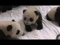 いろいろ baby panda pictures 314408-Baby panda pictures hd