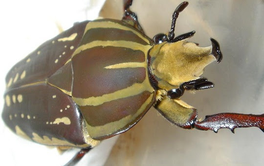 ポリフェムスオオツノカナブン 萌萌虫雑記帳