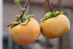 Fuyu Persimmons grown in Los Angeles
