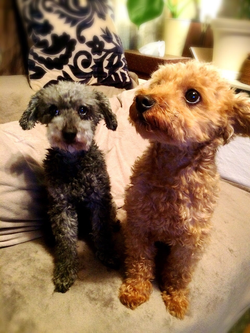 不要 切り刻む 宿命 入れ歯 犬 トイ プードル Successfulwriting Org