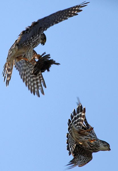 File:Falco columbarius pair Auburn NY 3.jpg