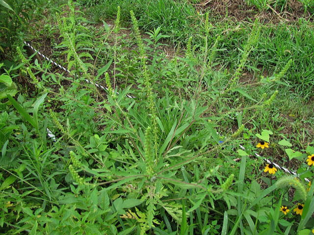 舎人野草園ブタクサ