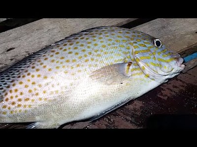 Cara Buat Gambar Ikan Kaci