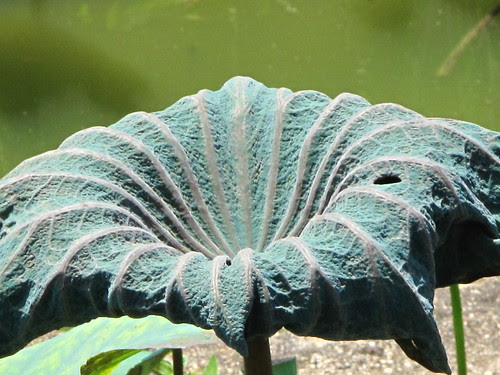 IMG_9590 Lotus Leaf , 荷叶