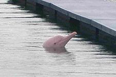 ピンクディスカス 幸を運ぶ桃色海豚 うみねこ博物館