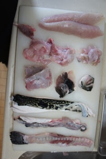 九州の郷土料理と簡単まかないレシピ河豚 フグ