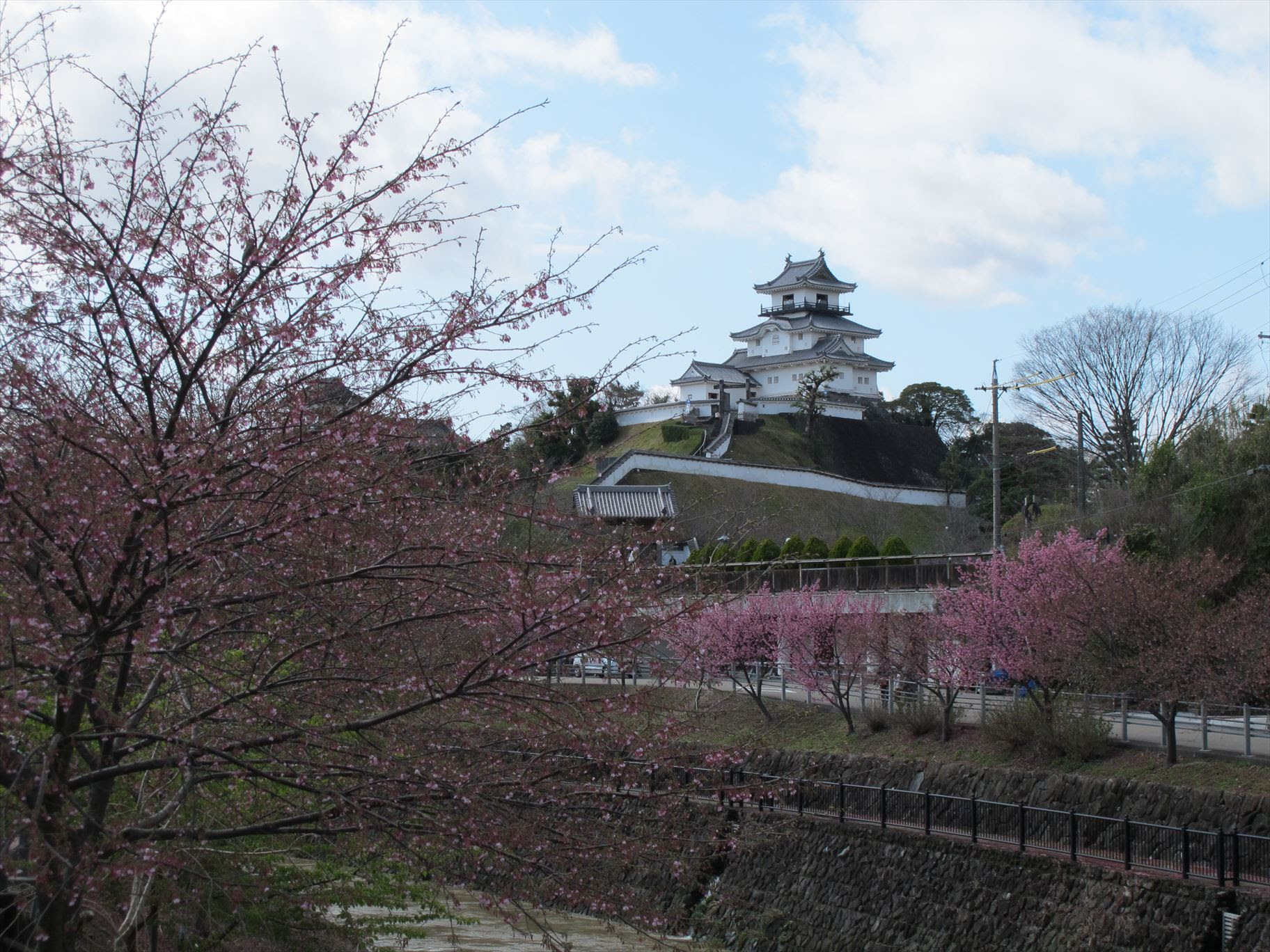 千年一途 掛川市 掛川城周辺の掛川桜は散り始めています