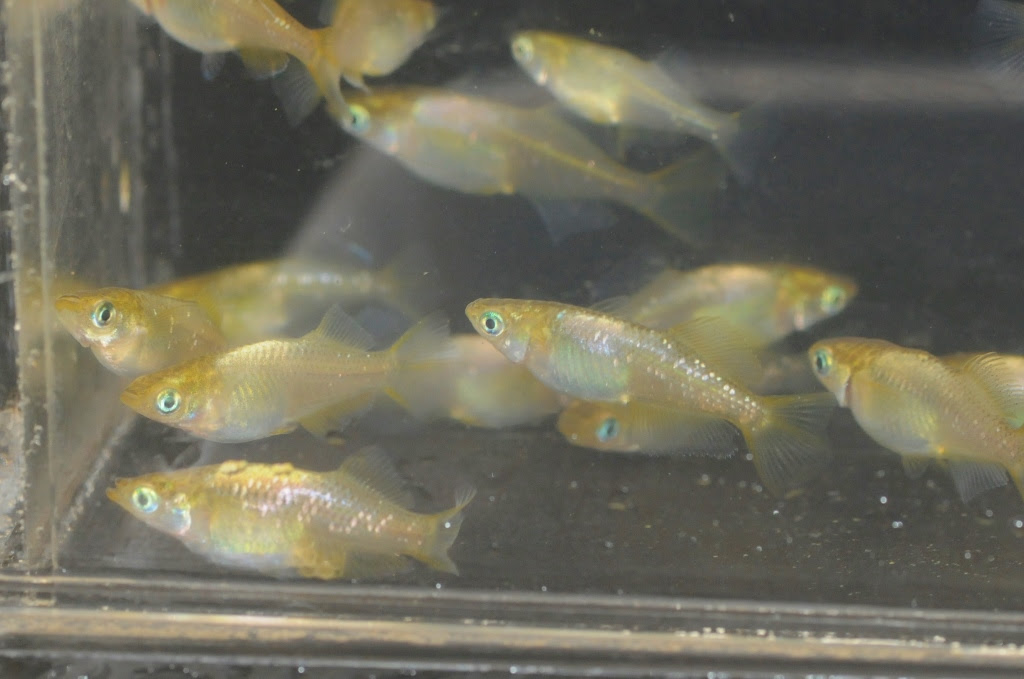 鳳凰メダカのご紹介 L メダカ屋 猫飯 ねこまんま 稻田魚 Oryzias Killifish