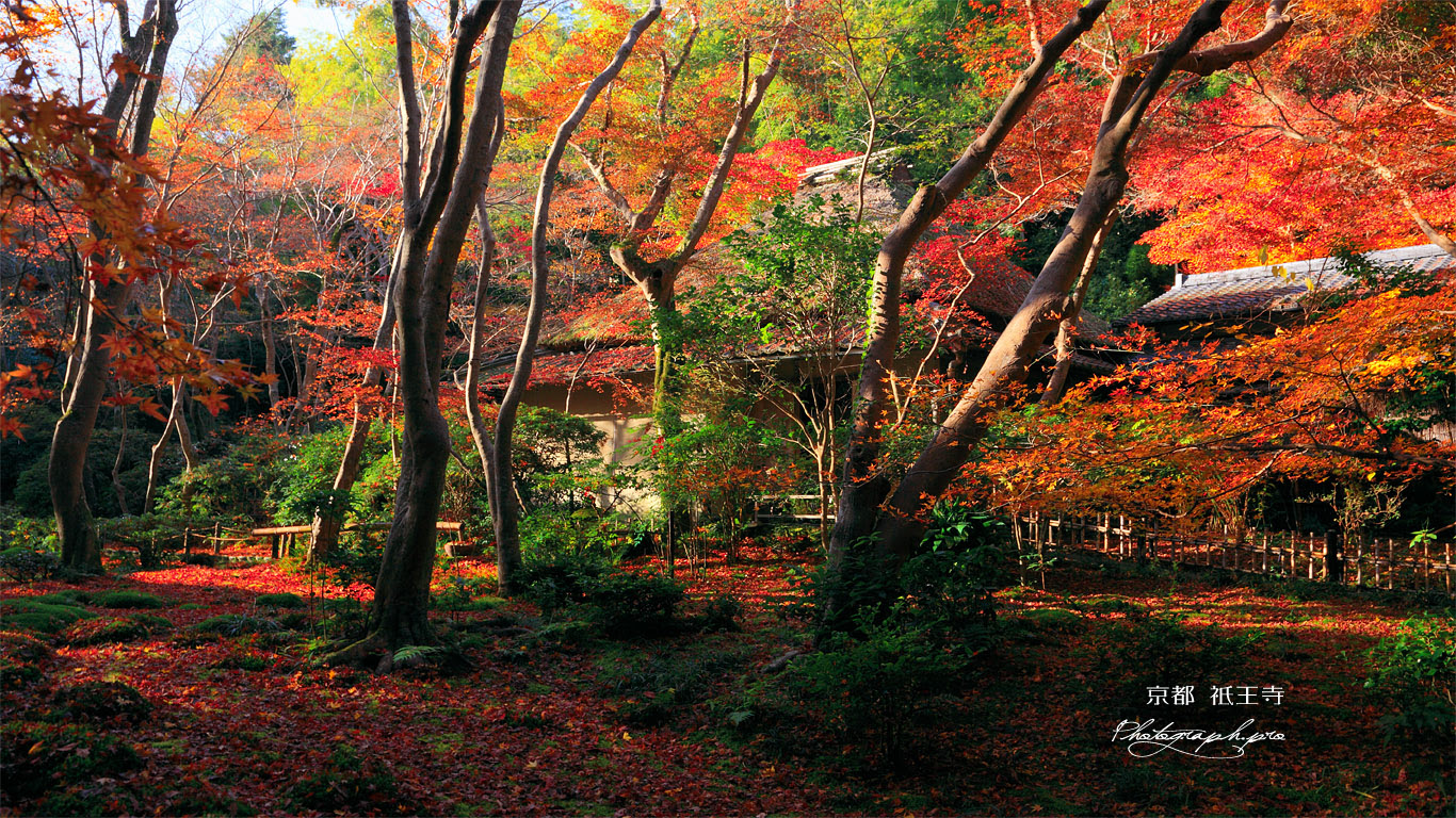 祇王寺 紅葉越しの本堂 の壁紙 1366x768