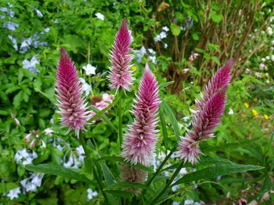 ケイトウホルン ノゲイトウ 花好きおばあさんの 園芸ボランティア日記