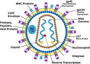 Ide Terbaru HIV Virus Structure