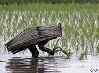 Los cultivos de arroz, por ejemplo, necesitan abundante agua.