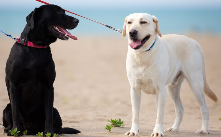 大型犬のリードはロングリードがいいの 正しいロングリードの使い方 松波動物メディカル通信販売部本店公式ブログ