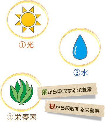 上手な水草育成の水草 苔ガイド 浄化サイクルの働き 苔対策 株式会社セラジャパン