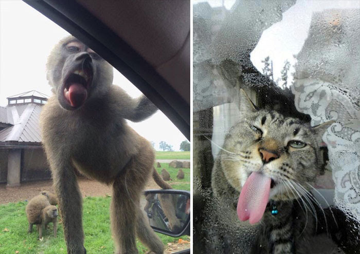 Funny Animals Licking Glass