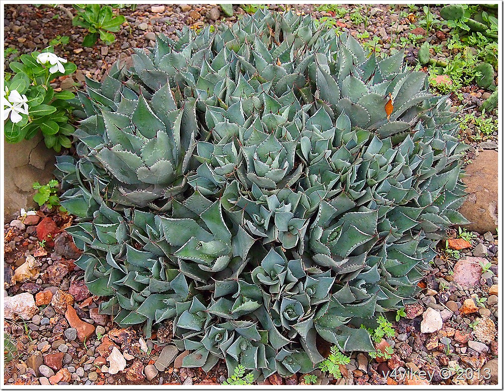 Lotus Cactus Flowers