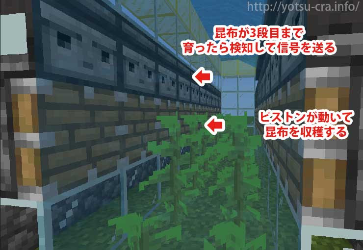 マインクラフト 1番簡単に作れる 昆布全自動収穫機