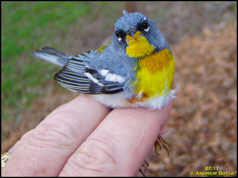 Northern_Parula