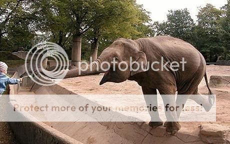 http://i127.photobucket.com/albums/p142/ivorydog/animals/Elephant_1478399c.jpg