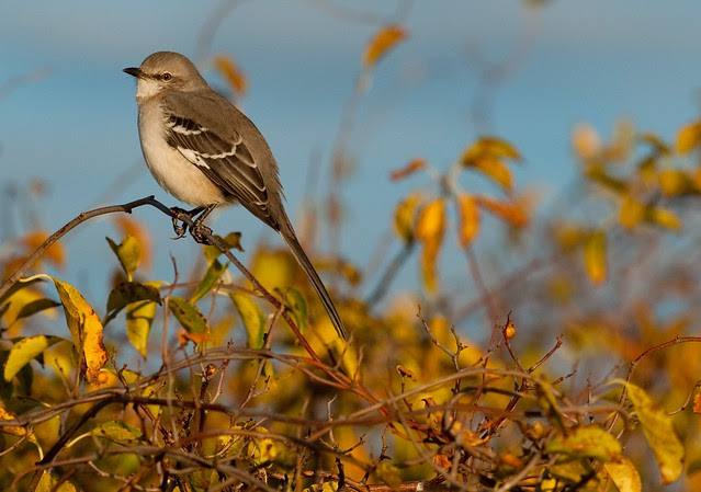 Northern Mockingbird: Mocking me