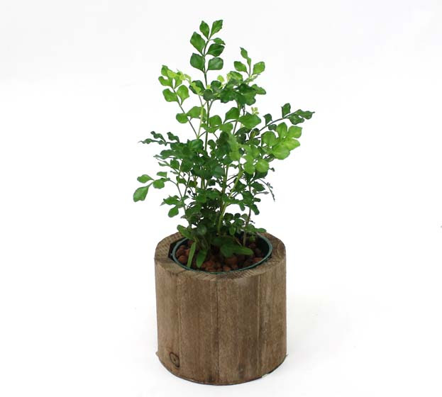 小さくツヤのある葉がカワイイ 観葉植物 シマトネリコを育てよう