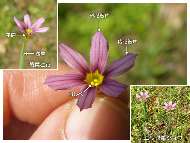 科学技術館メールマガジン 自然と友だち