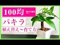 √99以上 観葉植物 植え替�� 冬 219488-観葉植物 植え替��� 冬 室内