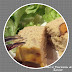 Terrine De Poisson Lignac : Parmentier de canard selon cyril lignac.