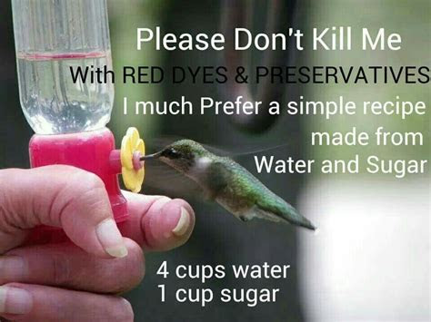 hummingbird food  cups water  cup sugar bring water