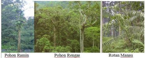 ramin-rengas-rotan-manau
