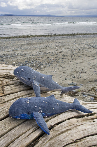 humpback whales