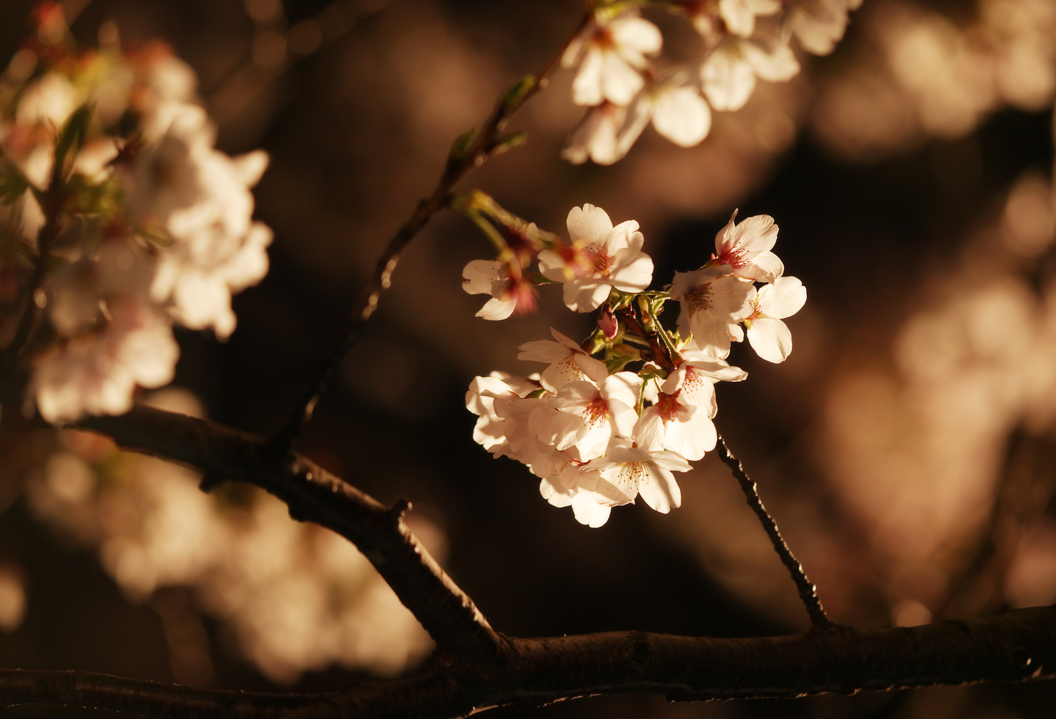 ゆんフリー写真素材集 No 2387 夜桜の輝き 日本 東京