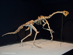 Ovirraptor