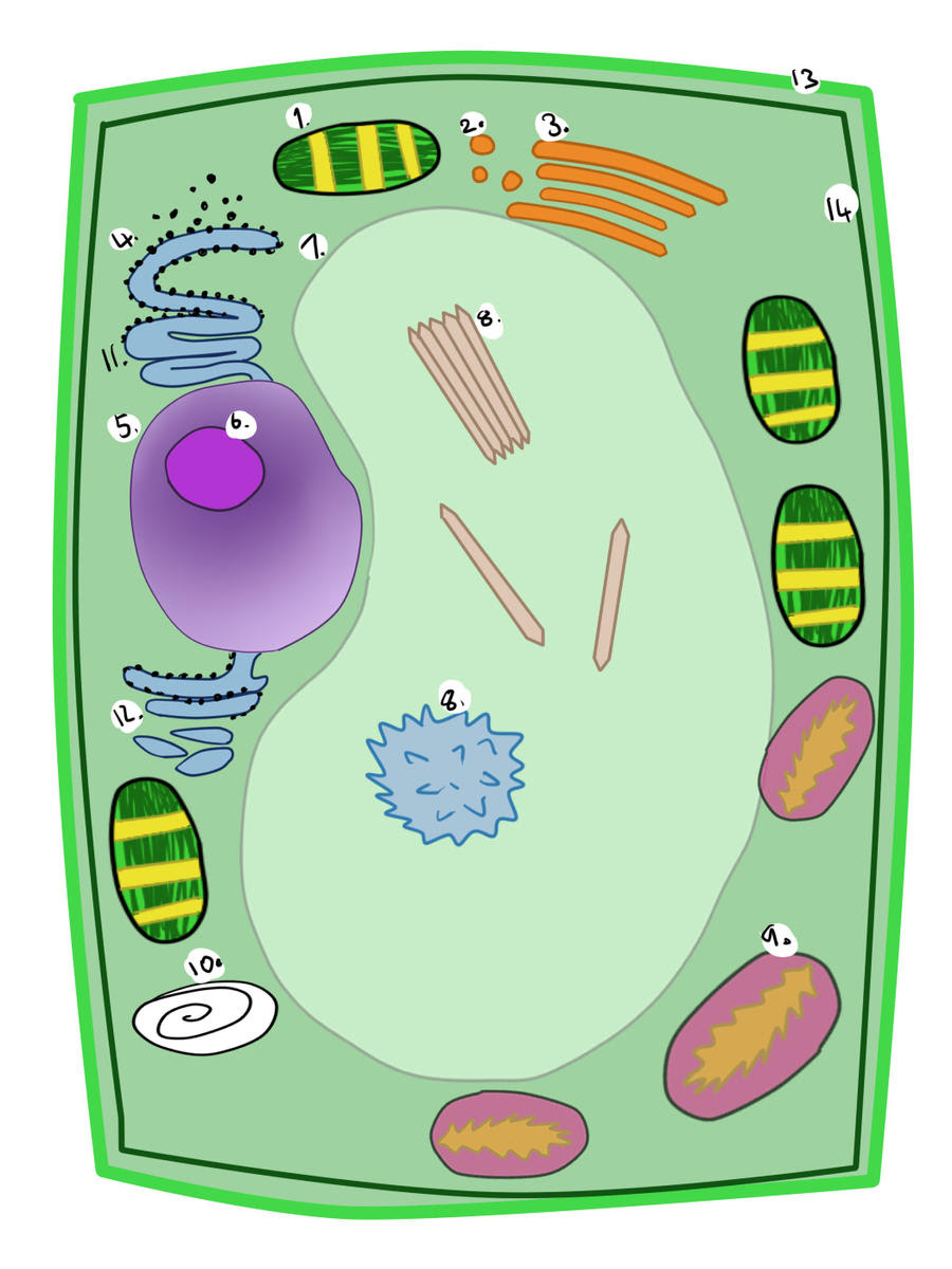 Plant cell by Jahanvi Jani