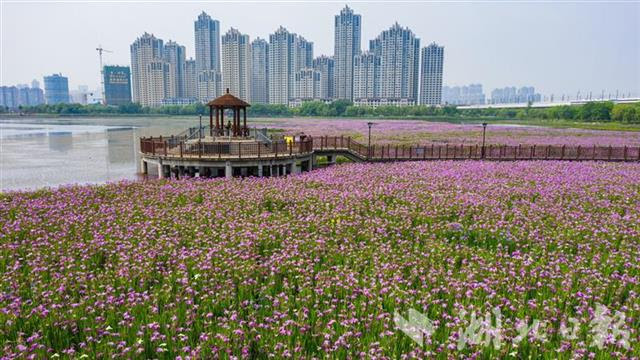 武汉市区水上花海惊艳亮相