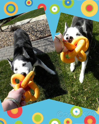CollageDaveToyAPR10_2