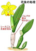 カトレアの育て方 ヤサシイエンゲイ