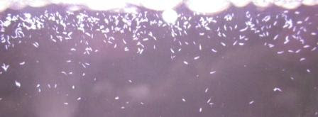 トサカギンポ Com ブログ 水質悪化 寄生虫