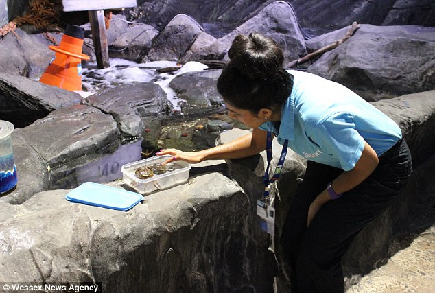 Helping hand: The crabs are now being looked after by Birmingham's National Sealife Centre