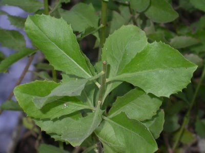 Masyarakat Jawa sejak lama memanfaatkan daun beluntas untuk sayuran penghilang bau badan. Selain itu  kaum ibu Jawa menggunakan daun beluntas untuk atasi keputihan, haid tidak teratur,  dan darah tinggi.
