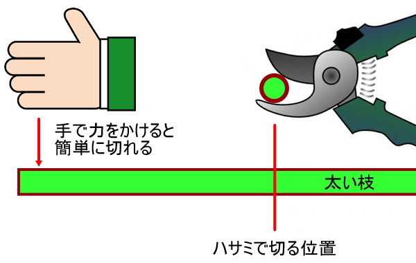 枝垂れ梅の習性を生かした基本の剪定方法