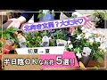 √画像をダウンロード 玄関 日陰 花 332598