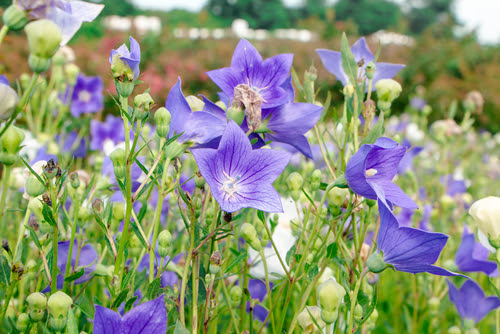 キキョウの花言葉の意味や由来について 色別で花言葉が違う 植物navi